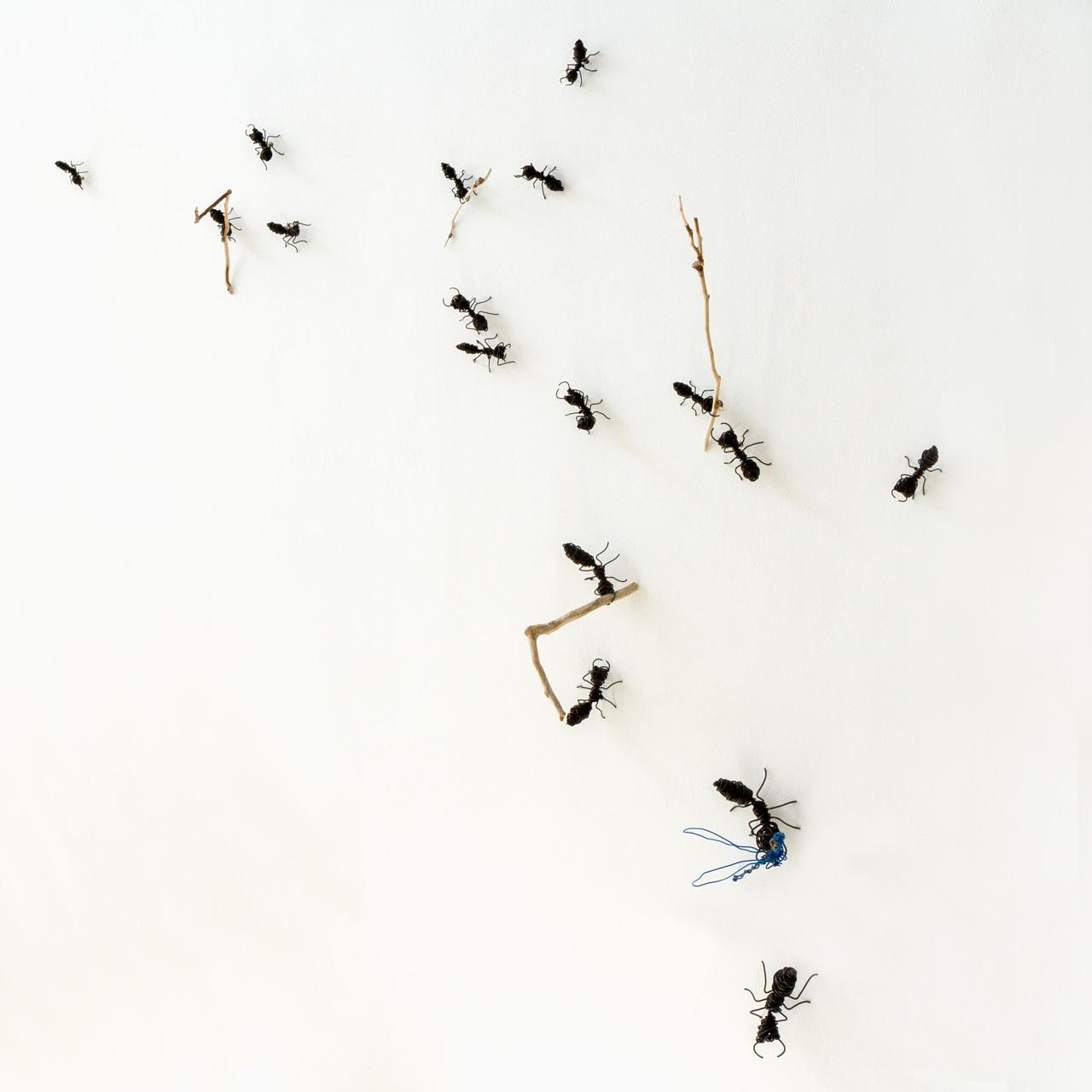 ANTS