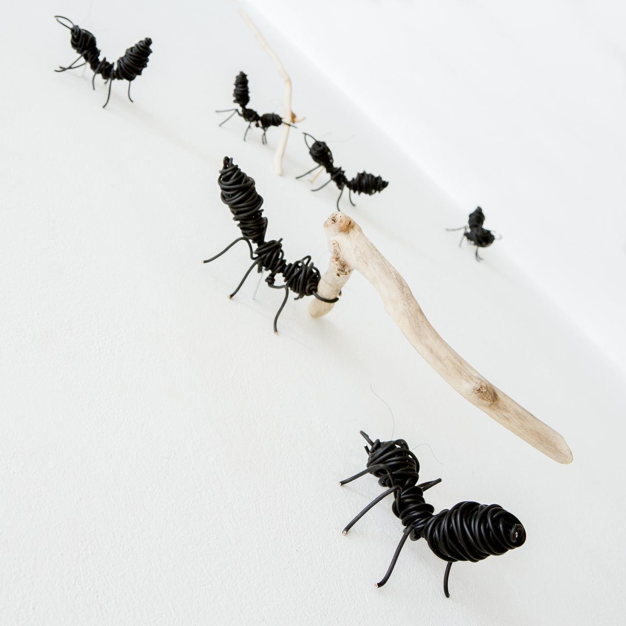 ANTS