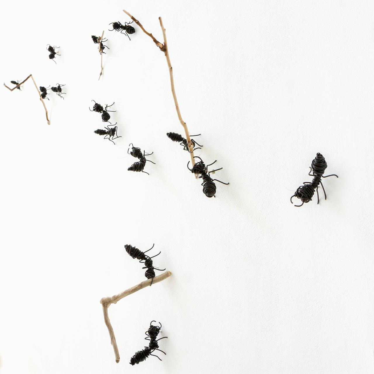 ANTS